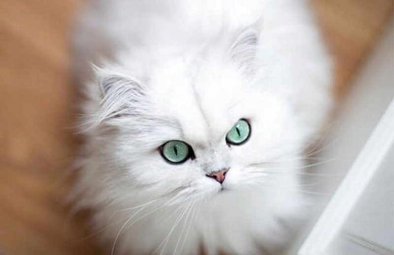 Ý nghĩa của giấc mơ thấy mèo trắng