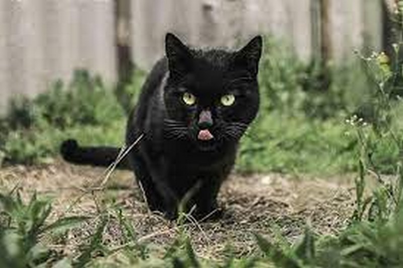 Nằm mơ thấy mèo đen